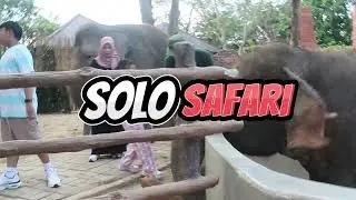 Keliling Solo Safari, Harga Tiket Masuk dan Apa Saja Yang Ada di dalamnya