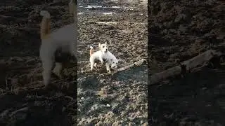 джеки и джени бегают за палочкой 😀