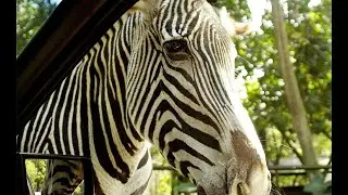 ZOOLÓGICO