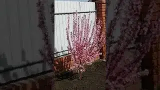 короче, вы не видите но там был рой пчел😰😰