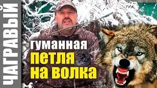 HUMANE NOOSE for wolves and other predators