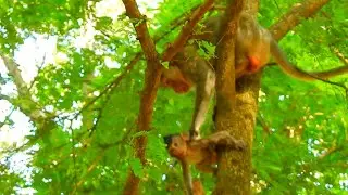 HURT ALE BABY MONKEY FALL DOWN TREE @NewsBabyMonkey