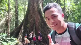 Pokok Tropika Tertinggi Di Dunia - Misi 1 (Tawau-semporna)