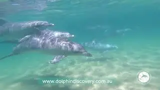 Dolphin Discovery Centre Bunbury