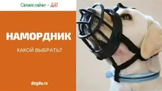Как выбрать намордник?