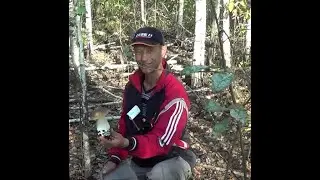 Поход в ліс за грибами, дуже багато гадюк в лісі. Гриби України.