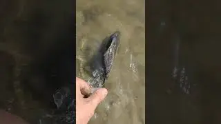 На рыбалке выпускаю рыбу карась 