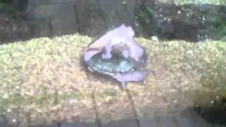 turtles
