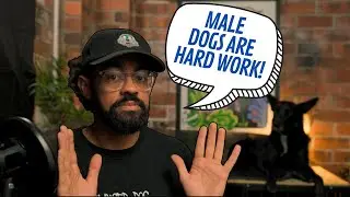 The Problem With Owning A Young Male Dog