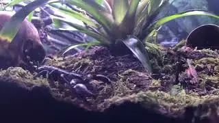 Emperor scorpions exploring their new tank