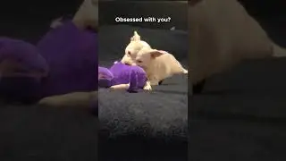My potato is a daddy's girl, definately. #pitbullshorts #ilovemypitbull #cutedog #cutedogvideos