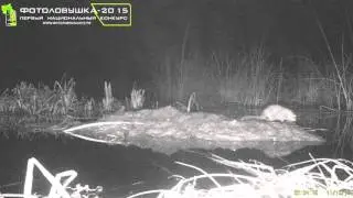 ID13790/Национальный парк 