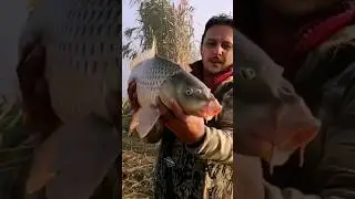 Лов сазана #fishing  #carp #carpfishing #рибалканадністрі