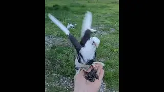 Чечня Голуби Ахмеда