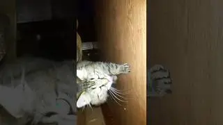 Что делает мой кот в 3 часа ночи!?