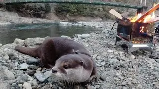 Leisurely barbecue by the river with an otter [Otter life Day 231]【カワウソアティとにゃん先輩】