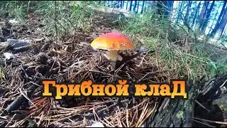Не грибник ищет клад