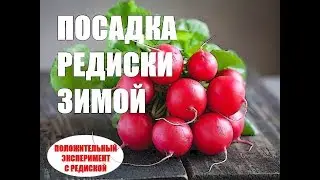 Положительный эксперимент с редиской