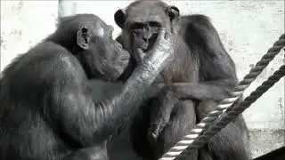 チンパンジーのキス （老夫婦？）   東山動物園 (Поцелуй шимпанзе (пожилая пара? Зоопарк Хигасияма)