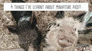 4 Things I've Learnt About Miniature Pigs