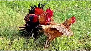 Cheerful day at the red rooster