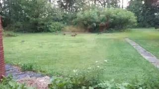 wild turkeys in my yard