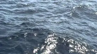 Ловля марлина. Кабо-Верде
