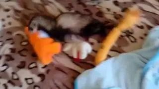FERRET PLAY