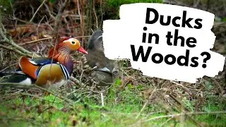 British Wildlife - WOODLAND BIRDS at Thetford Forest