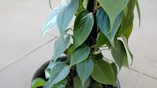 Heart-Leaf Philodendron - Sweetheart Vine