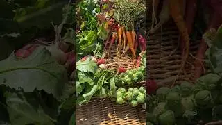 Harvest Time! 