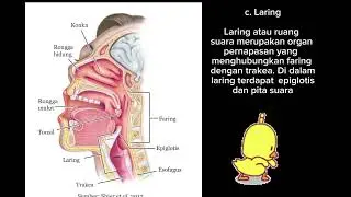 sistem pernapasan manusia