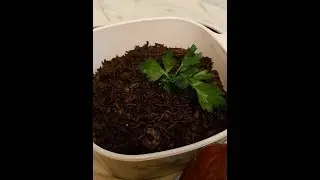 Haitian Black Rice with Shrimp (Diri ak Djon Djon)