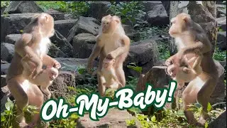 FIRST you feel pity baby Monkey but finally You’ll Understand the Mammy | 4K Monkey video