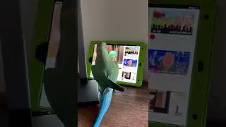 Попугай сморит ютуб и выбирает видео