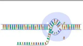 Transcription: De l'ADN à l