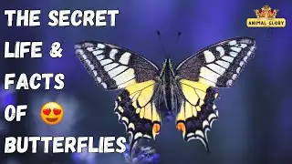 Butterflies: A Secret Life Unveiled with Fascinating Facts