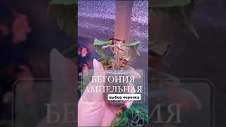 #бегония #бегонияампельная #черенки #черенкибегонии #купитьбегонию #сад #garden