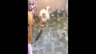 видео "Кот и огурец"