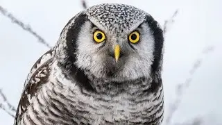 Life of the Northern Hawk Owl | Wildlife Filmmaking