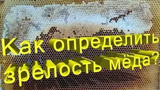 Профессор Кашковский: Как определить зрелость меда?
