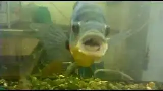 рыба убийца )