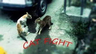 Cat Fight - dangerous cat fight, let's see who wins