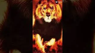 Ultra Aslan