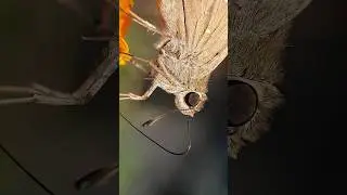 Mobile Macro Photography Lens available- WhatsApp us to buy 6294632688