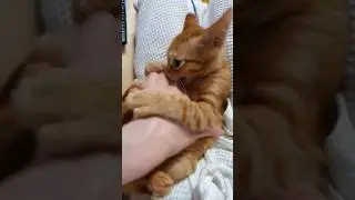 ❤Кот Артём❤                                                                           3 месяца))