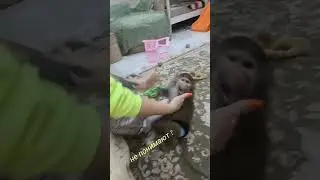 Понимают ли гамадрилы человека?