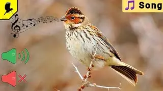 Как поёт овсянка крошка? How he sings little bunting?