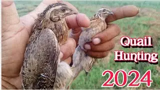 Batair ka shikar 2024//Quail hunting
