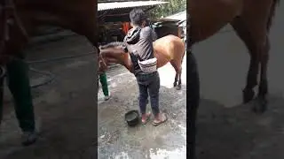 Mandiiin kuda| persiapan andong alun alun gandrung mangu